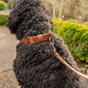 Rover Leash - Ready to Ship